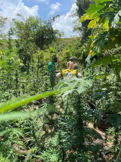 imagem n.10 de Montego Bay: Tour particular com transporte pela fazenda de maconha atividade em Montego Bay, carregada pelo fornecedor