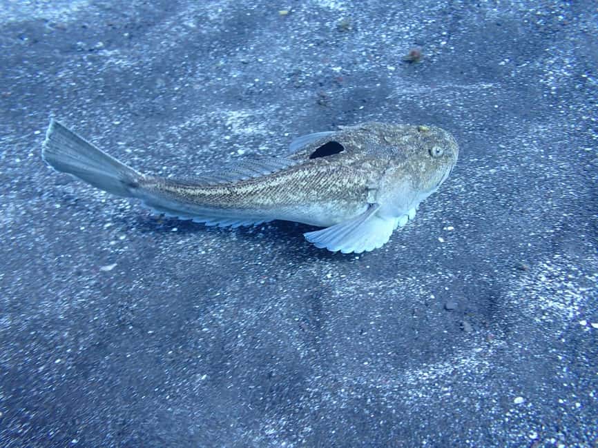 image n.23 of Tenerife: Half-Day Snorkeling Tour activity in Arico, uploaded by supplier