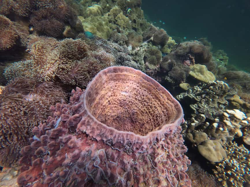 image n.37 of Koh Lipe: Longtail Boat Snorkeling Trip with Lunch activity in Gulf of Thailand, uploaded by supplier