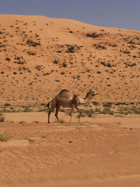 Immagine nº 3 di Da Muscat: Safari privato nel deserto, pernottamento e Wadi Khalid attività a Regione al-Sharqiyya, caricata dal fornitore
