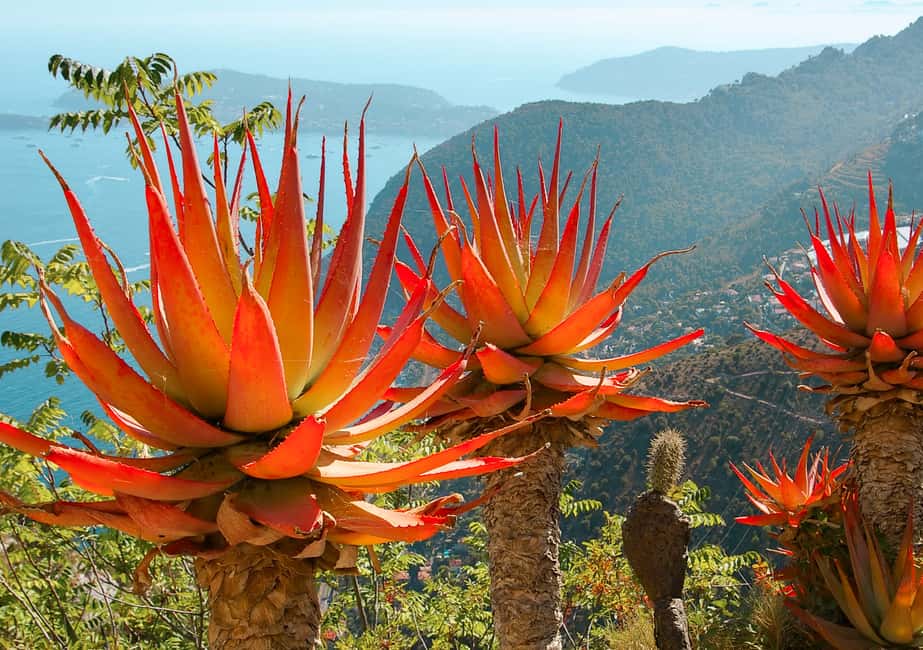 image n.3 of From Nice: Eze, Monaco, and Monte Carlo Half-Day Trip activity in Nice, uploaded by supplier