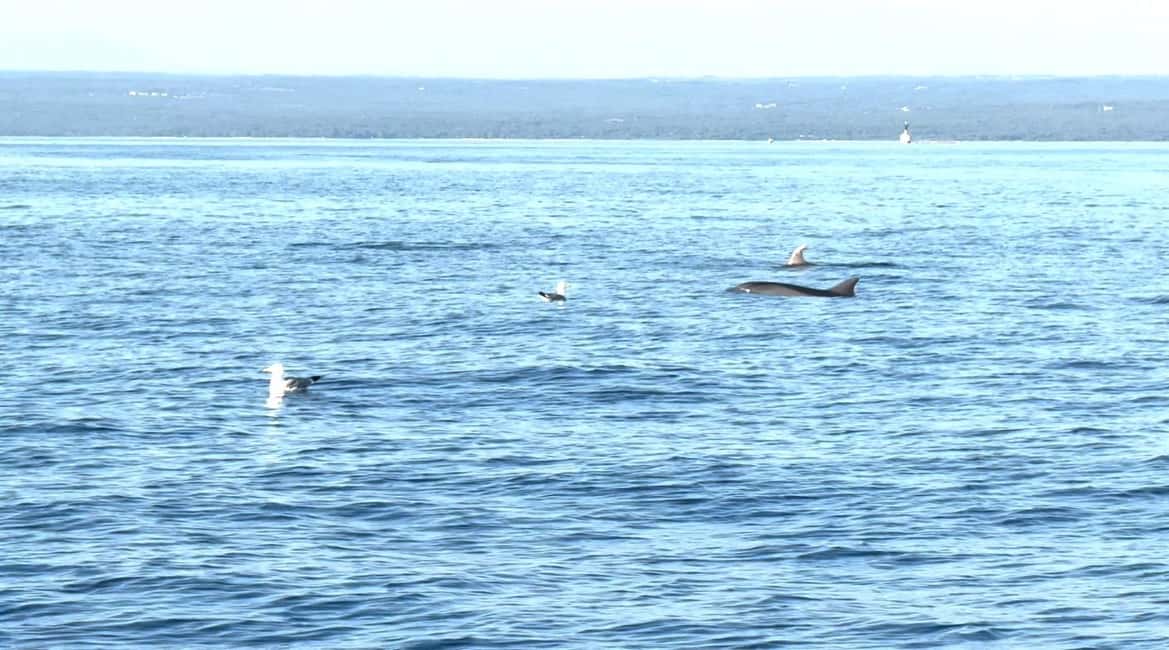 image n.12 of Fazana: dolphin safari and sightseeing in Brijuni at sunset activity in Pula, uploaded by supplier
