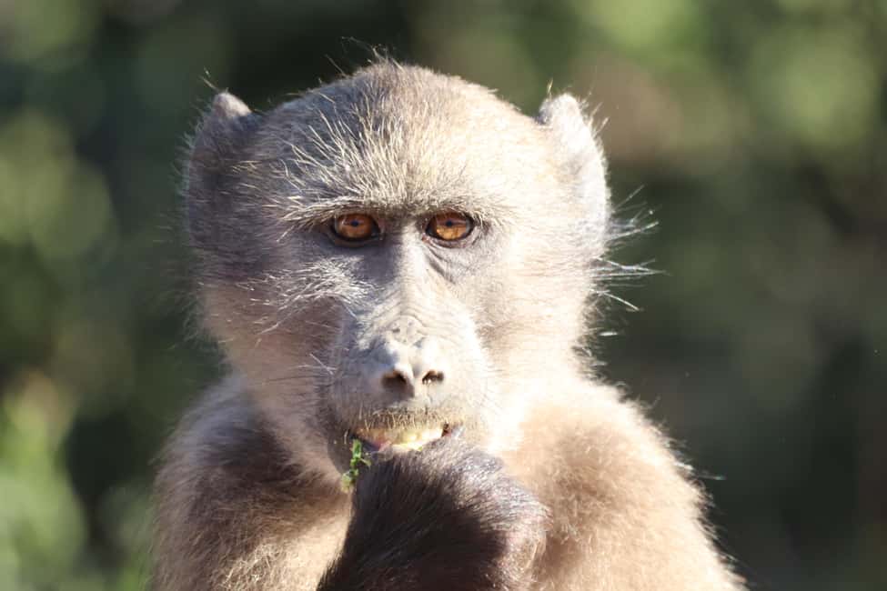 image n.16 of Full-Day Addo Park & Schotia Game Reserve (Open 4x4 vehicle) activity in Eastern Cape, uploaded by supplier