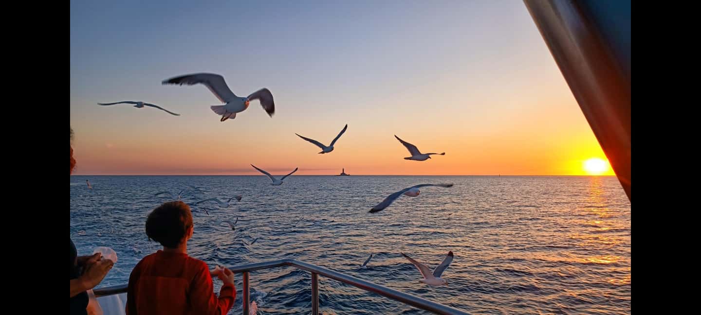 Immagine nº 17 di 3 ore di osservazione dei delfini al tramonto con bevande illimitate + cena attività a Istarska, caricata dal fornitore