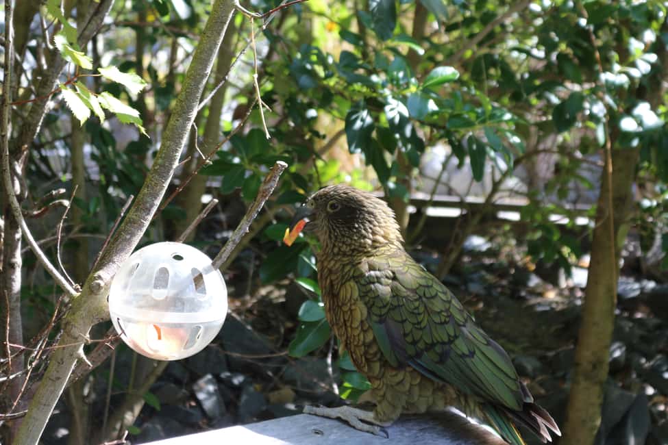 Wellington Zoo General Entry Tickets | GetYourGuide