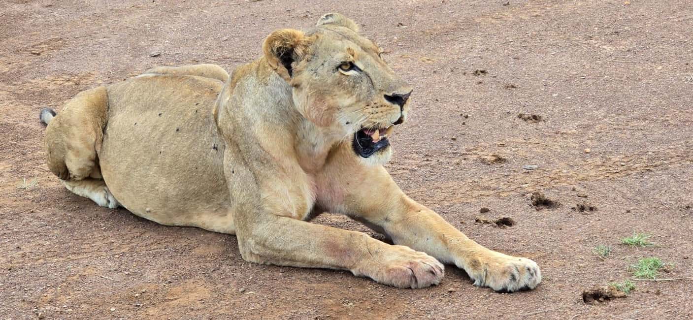 image n.31 of Nairobi: National Park & Optional Elephants & Giraffe Center activity in Nairobi, uploaded by supplier