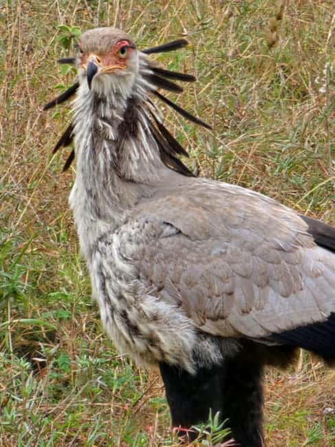 image n.68 of 2-Days Wildlife Safari to Tsavo East & Tsavo West Park activity in Coast Province, uploaded by supplier