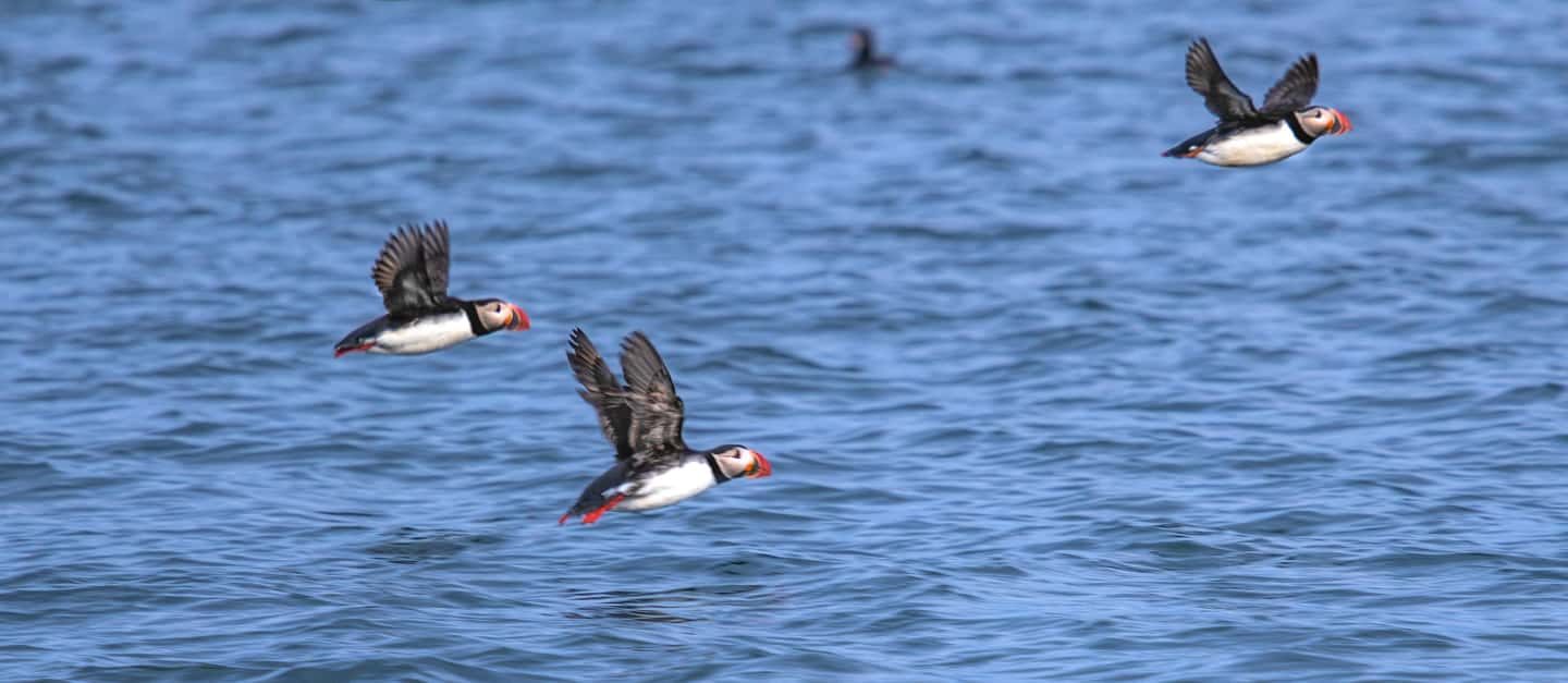 image n.1 of Stykkishólmur: Puffin and Wildlife Boat Tour activity in Stykkishólmur, uploaded by supplier