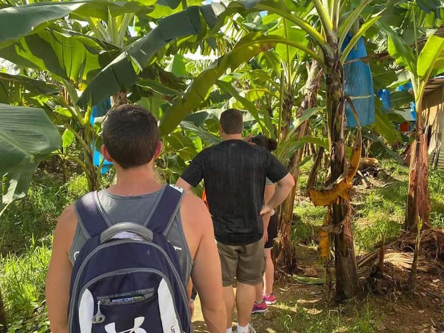 image n.1 of St. Lucia: Gros Piton Hike with Transportation activity in Castries Quarter, Saint Lucia, uploaded by supplier