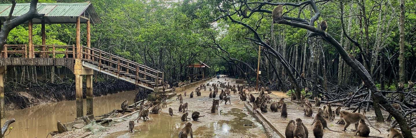 Immagine nº 2 di Da Ho Chi Minh City: Tour di un giorno della foresta di mangrovie di Can Gio attività a Città di Ho Chi Minh, caricata dal fornitore