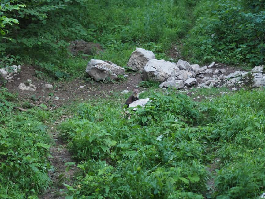 Bild Nr. 6 von Postojna: Bärenbeobachtungstour mit Ranger und ortskundigem Guide Aktivität in Postojna, hochgeladen vom Anbieter