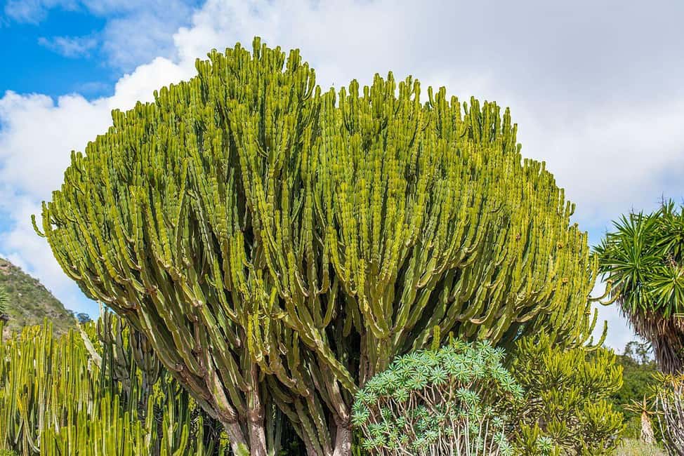 image n.21 of Private Bandama Caldera, Botanic Garden(/Wine*), Old Town activity in Las Palmas, uploaded by supplier