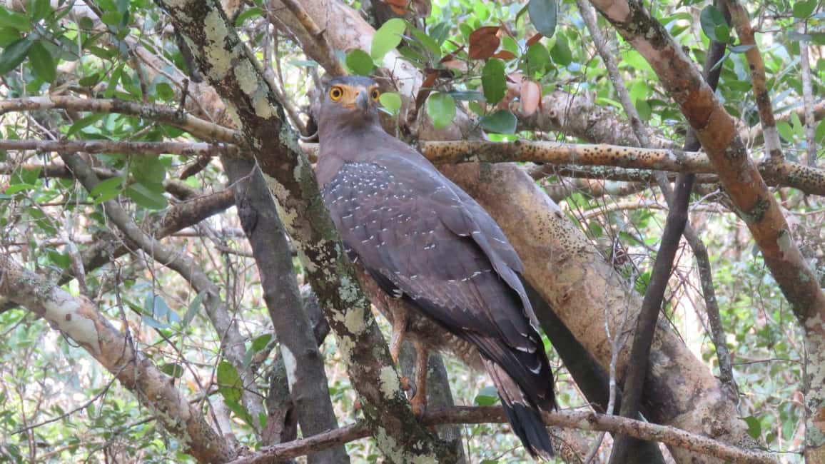 image n.11 of Anuradhapura: Full-Day Wilpattu National Park Private Safari activity in North Central Province, uploaded by supplier