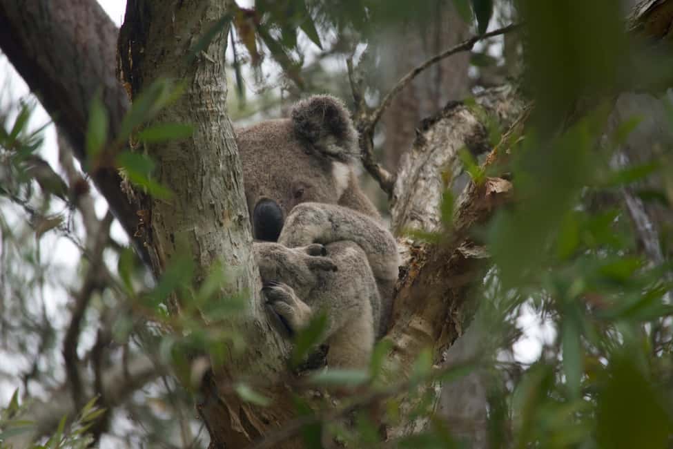 image n.12 of From Brisbane: North Stradbroke Island Wildlife Adventure activity in Brisbane, uploaded by supplier