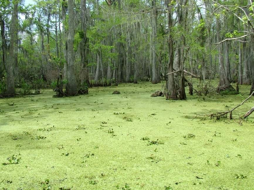 Immagine nº 11 di New Orleans: Tour in barca della palude di Honey Island con una guida attività a New Orleans, caricata dal fornitore