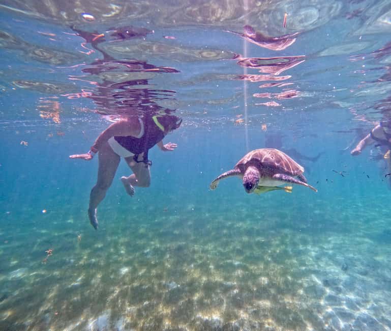 Obraz nr 2 z atrakcji Akumal: Snorkeling i zdjęcia z żółwiami w Akumal, przesłany przez organizatora