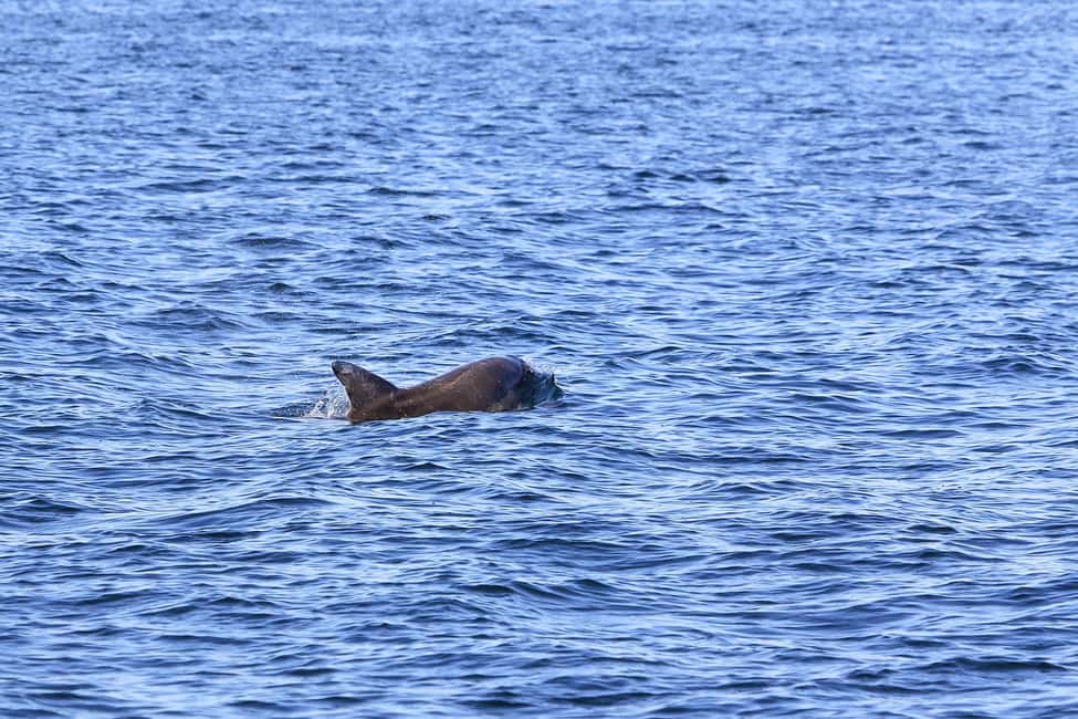 Immagine nº 27 di Pola: Crociera con delfini al tramonto di Brioni con cena e bevande attività a Pola, caricata dal fornitore
