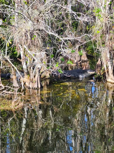 bild nr.15 av Miami: Everglades Airboat Eco Tour med lyxig transport aktivitet i Florida, uppladdad av arrangören