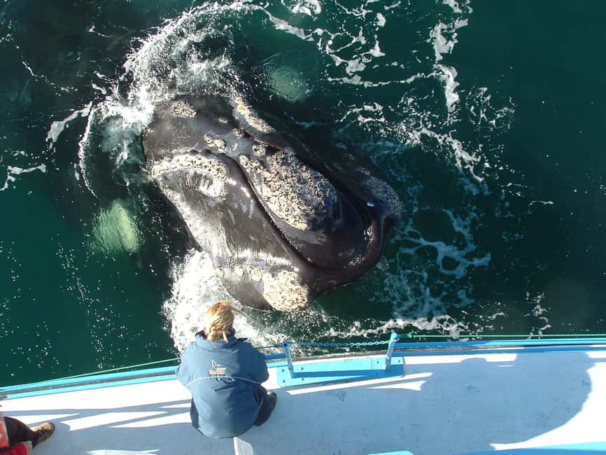 Bild Nr. 22 von Puerto Piramides: Walbeobachtungstour mit dem Boot Aktivität in Argentinien, hochgeladen vom Anbieter