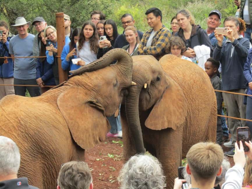 image n.13 of Nairobi: National Park & Optional Elephants & Giraffe Center activity in Nairobi, uploaded by supplier