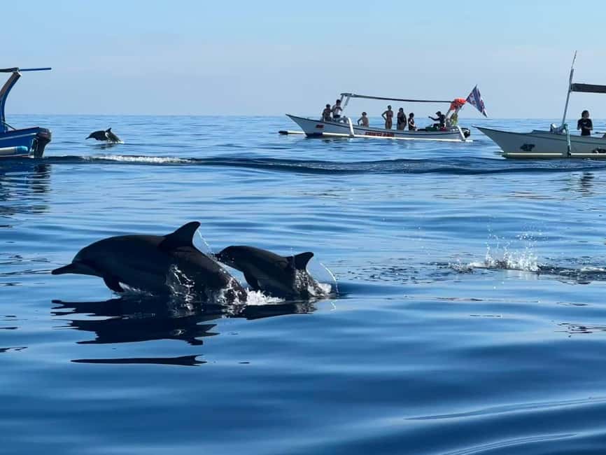 imagem n.7 de Lovina/Bali: Visita de observação de golfinhos, natação e snorkeling atividade em Lovina, carregada pelo fornecedor