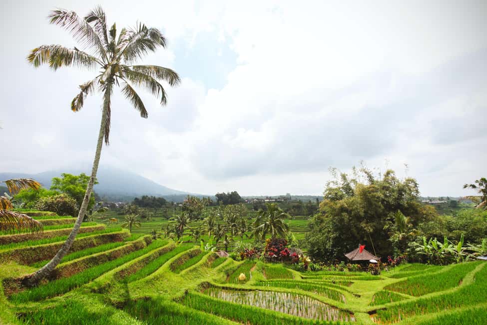 image n.9 of Bali: Water Temple, Waterfalls and Unesco Rice Terrace Tour activity in Bali, uploaded by supplier