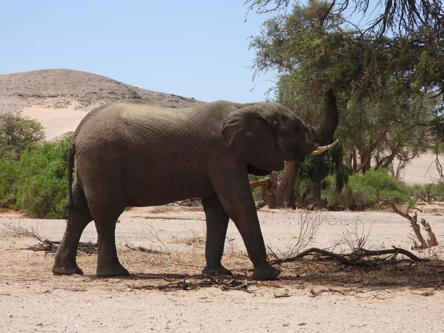 image n.5 of Elephant Adventure with Herson - a native of Damaraland activity in Kunene Region, uploaded by supplier