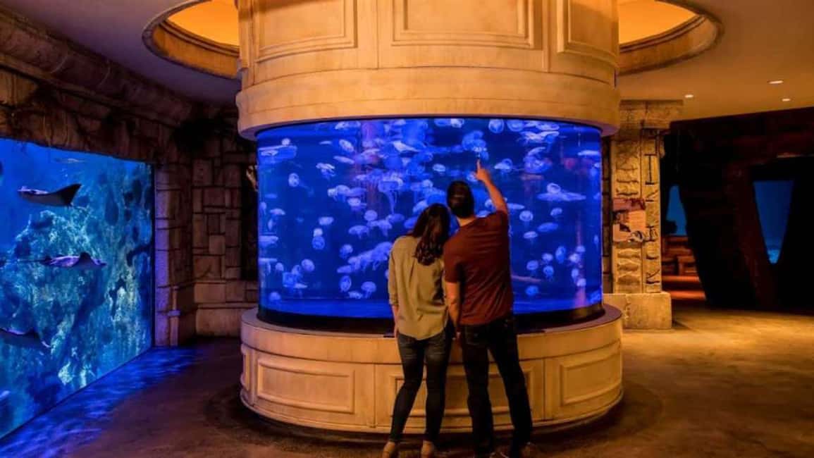image n.6 of Las Vegas: Shark Reef Aquarium & VR Experience Entry Ticket activity in Las Vegas, uploaded by supplier