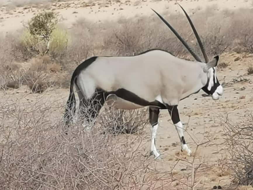 image n.11 of Elephant Adventure with Herson - a native of Damaraland activity in Kunene Region, uploaded by supplier