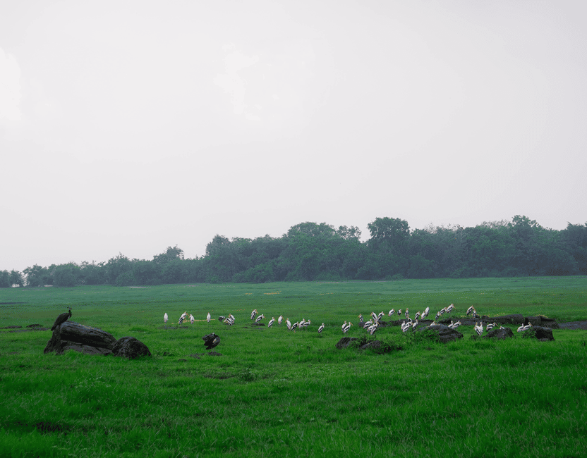 image n.15 of Kaudulla National Park Half Day Sri Lanka Jeep Safari activity in North Central Province, uploaded by supplier
