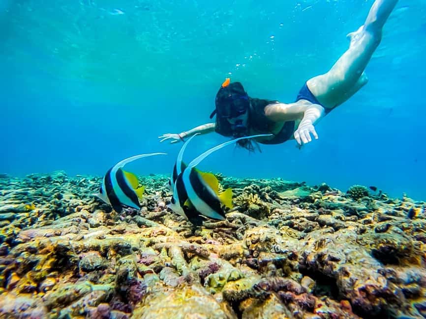 image n.42 of Ko Tao: Tao-Nangyuan Snorkeling Day Trip with Meals & Sunset activity in Ko Tao, uploaded by supplier