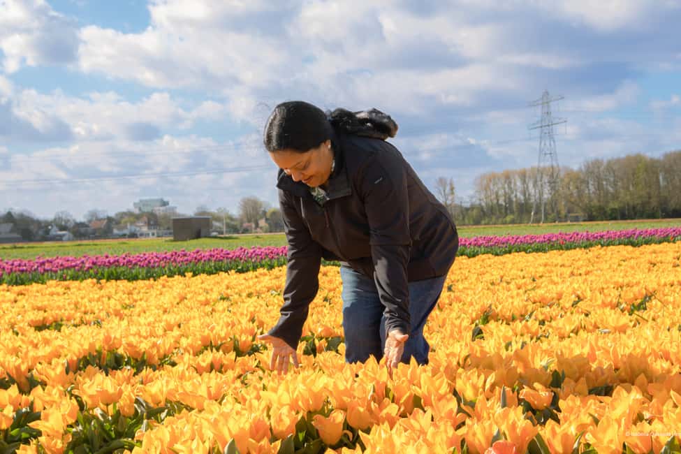 image n.3 of Amsterdam: Tulip Farm Visit, Keukenhof, and Windmill Cruise activity in Voorhout, The Netherlands, uploaded by supplier