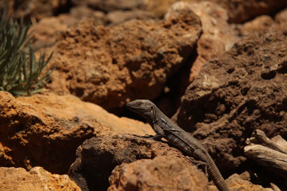 billede nr.35 af aktiviteten Tenerife: Teide Buggy Tour om morgenen eller ved solnedgang i Kanarieøerne, uploadet af udbyder