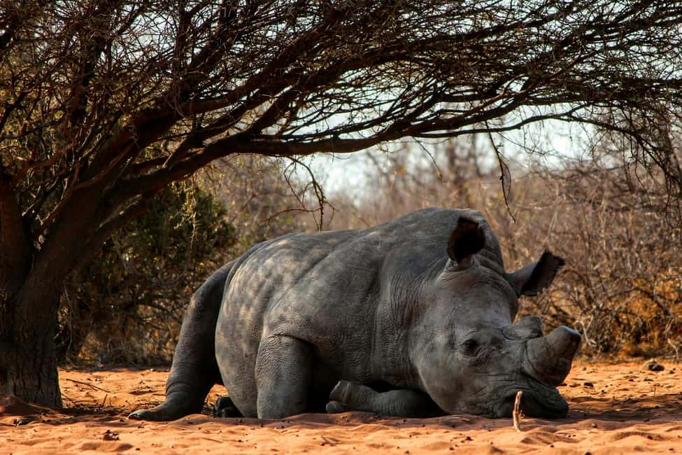 image n.4 of Nairobi : Nairobi National Park: 5- hours Guided Game Drive activity in Nairobi, uploaded by supplier