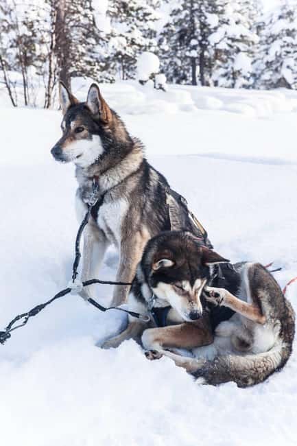 billede nr.22 af aktiviteten Levi: 5 km hundeslædetur i Levi i Sirkka, uploadet af udbyder