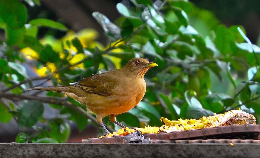 image n.52 of Carara National Park: Best Tour Carara National Park-One Day activity in Puntarenas Province, uploaded by supplier