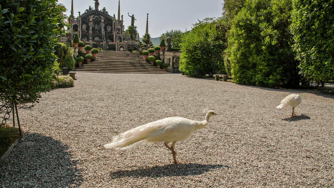 billede nr.6 af aktiviteten Stresa og de Borromæiske Øer: Privat tur til de italienske søer i Stresa, uploadet af udbyder