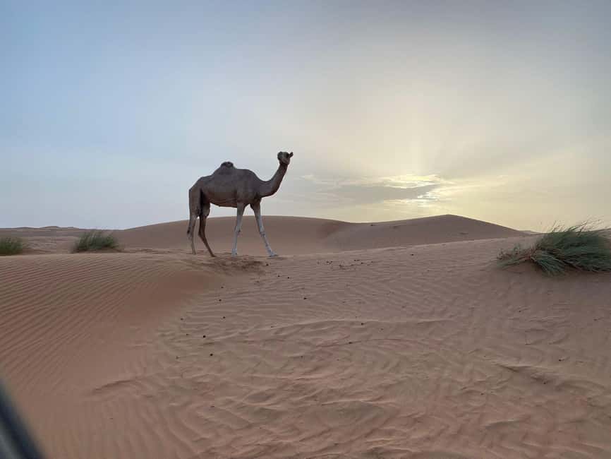 Immagine nº 2 di Da Muscat: Tramonto sulle sabbie di Wahiba con cena nel campo deserto attività a Regione al-Sharqiyya, caricata dal fornitore