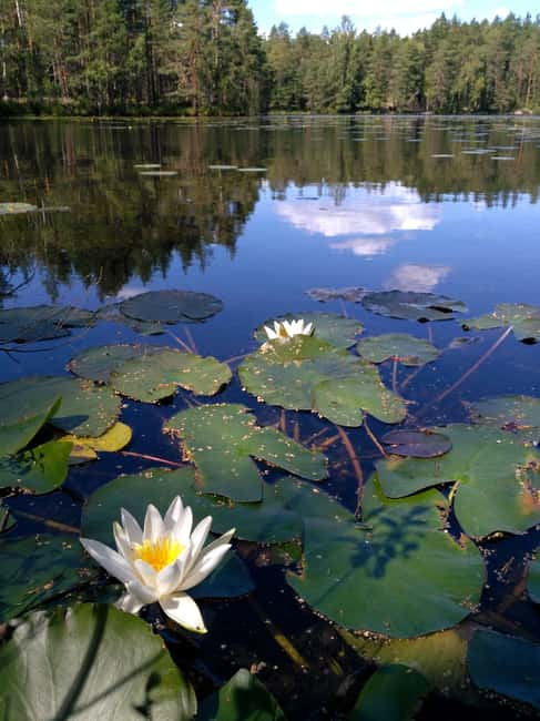 Image N°2 de Depuis Helsinki : Visite culinaire du parc national de Nuuksio activité à Helsinki, publiée par le prestataire