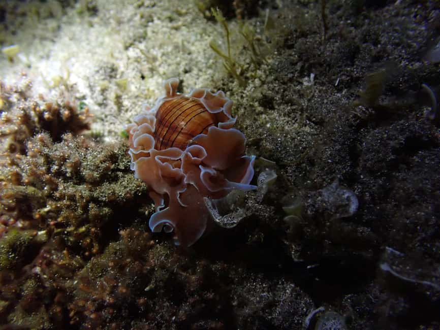 image n.3 of Night Snorkeling: An unforgettable experience! activity in Madeira, uploaded by supplier