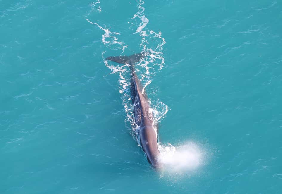 image n.3 of Kaikoura: Whale Watching Flight with Guided Commentary activity in Kaikoura, uploaded by supplier