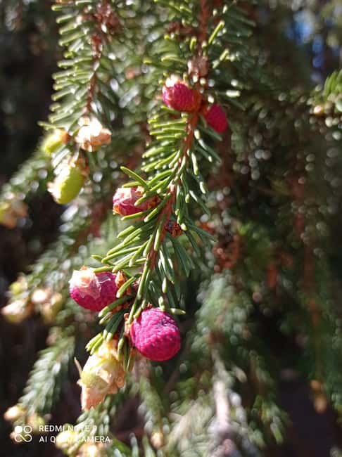 Image N°11 de Depuis Helsinki : Visite culinaire du parc national de Nuuksio activité à Helsinki, publiée par le prestataire