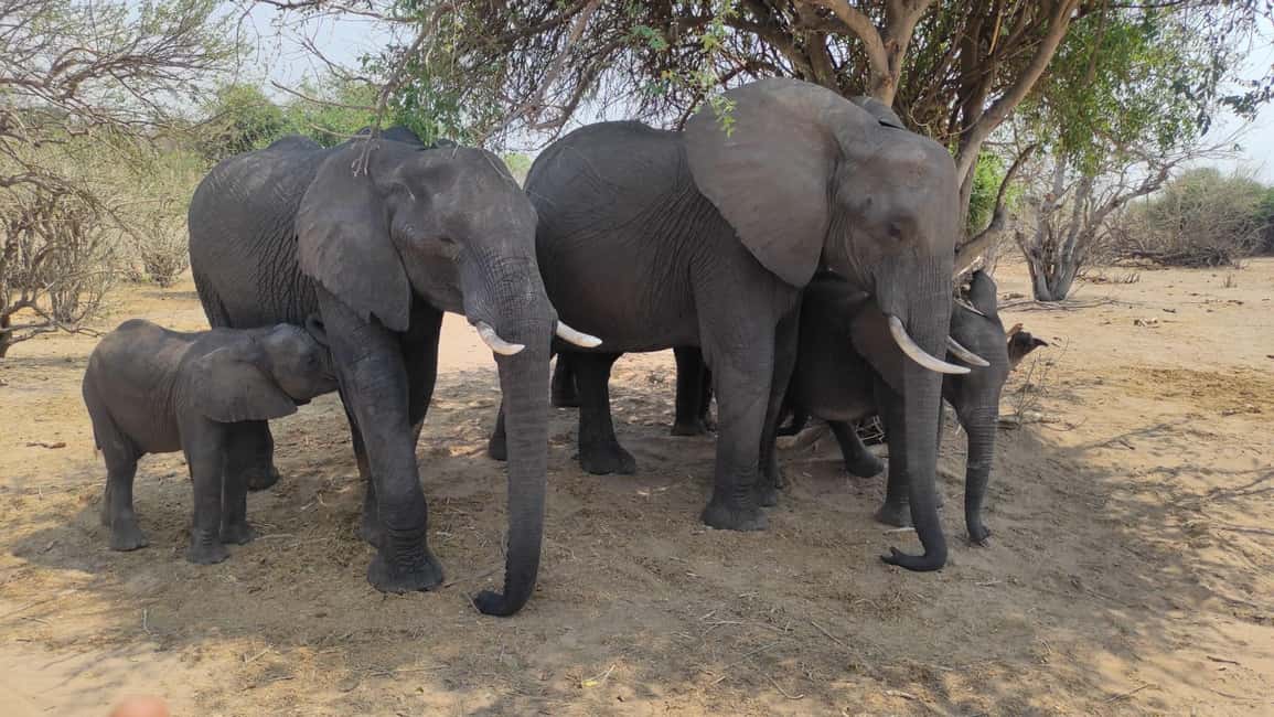 image n.3 of From Zimbabwe: Chobe Safari and Quadripoint Day trip activity in Victoria Falls Town, uploaded by supplier