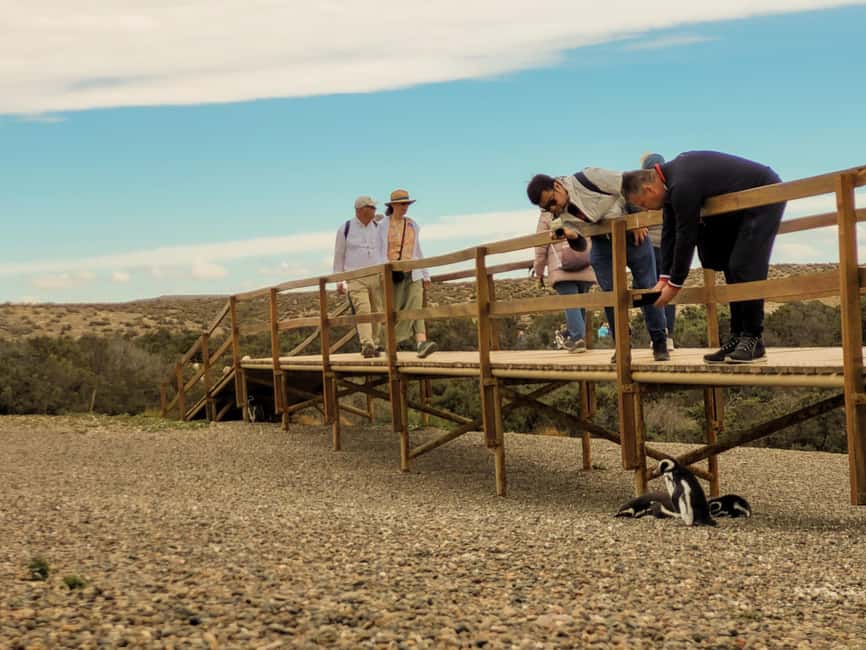 Bild Nr. 2 von Puerto Madryn: Punta Tombo Wandern unter Pinguinen erleben Aktivität in Chubut Provinz, hochgeladen vom Anbieter
