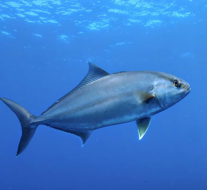 image n.9 of Menorca: Baptism Scuba Diving in Marine Reserve activity in Port d'Addaia, uploaded by supplier