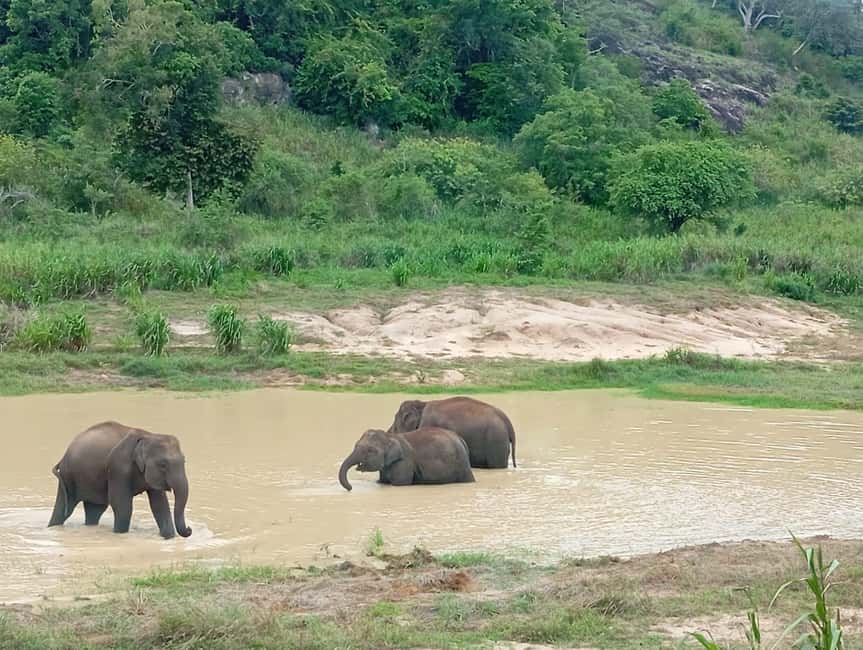 image n.7 of From Dambulla/Sigiriya/: Minneriya National Park 4hr safari activity in Anuradhapura, uploaded by supplier