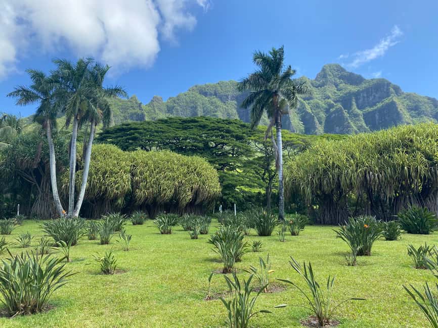 imagem n.9 de Oahu: caminhada na cratera Diamond Head e experiência na costa norte atividade em Havaí, carregada pelo fornecedor