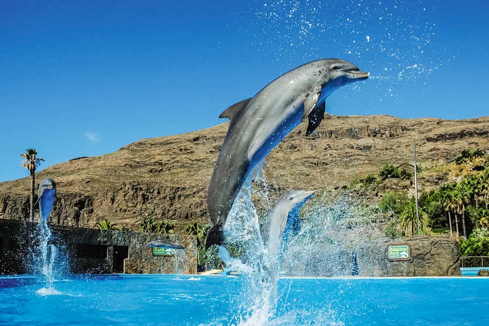 imagen n.º 5 de Maspalomas: Ticket de entrada a Palmitos Park con Espectáculos de Delfines y Aves actividad en Maspalomas, subida por el proveedor