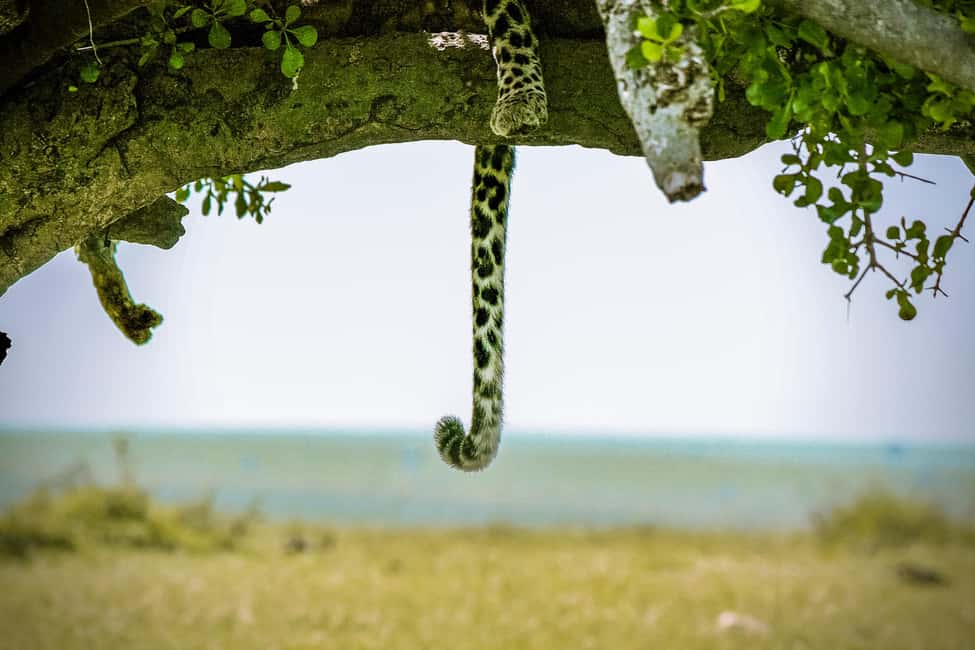 image n.26 of Kampala: 2-Day Murchison Falls National Park Safari activity in Pader District, uploaded by supplier