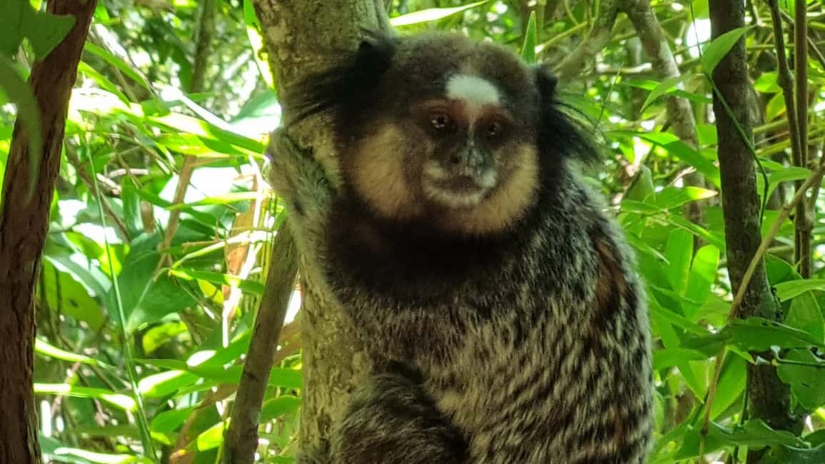 image n.2 of Lagoinha do Leste Trail: History, Culture, Nature and Incredible Photos activity in South Region, Brazil, uploaded by supplier